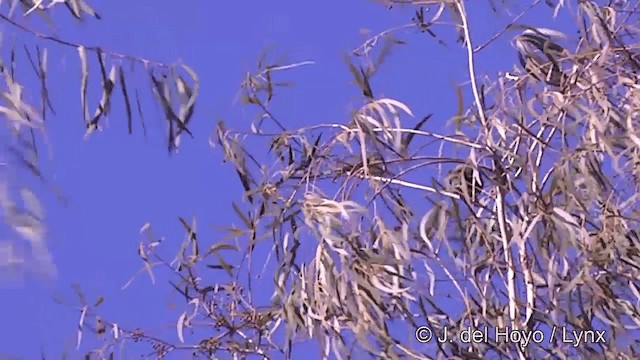 holub tonžský (ssp. fasciatus) - ML201441661