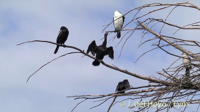 Little Black Cormorant - ML201441761