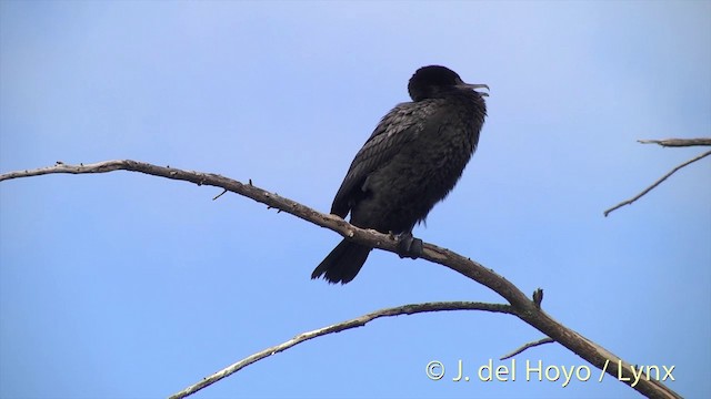 Little Black Cormorant - ML201441781