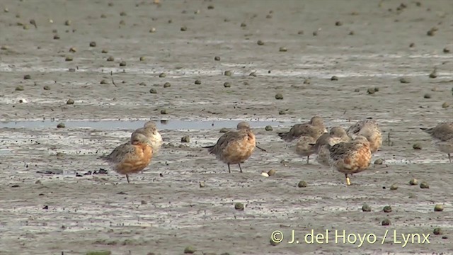 Red Knot - ML201442151