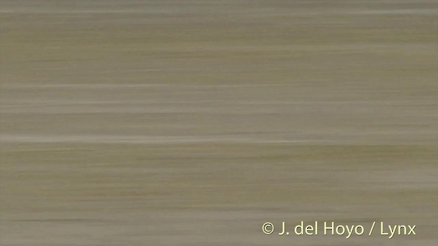 Double-banded Plover - ML201442161