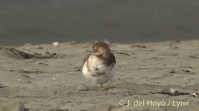 Double-banded Plover - ML201442191