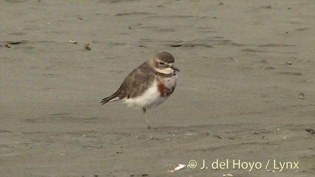 Double-banded Plover - ML201442201