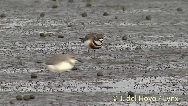 Double-banded Plover - ML201442211