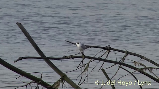 White-winged Tern - ML201442221