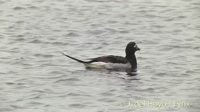 Long-tailed Duck - ML201442511