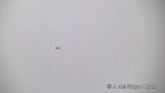 白腰燕鷗 - ML201442851