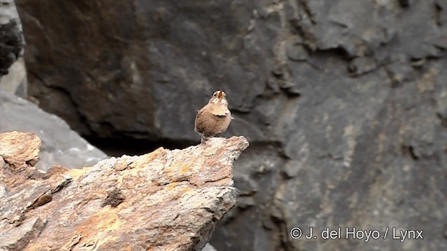 Pacific Wren (alascensis Group) - ML201442891