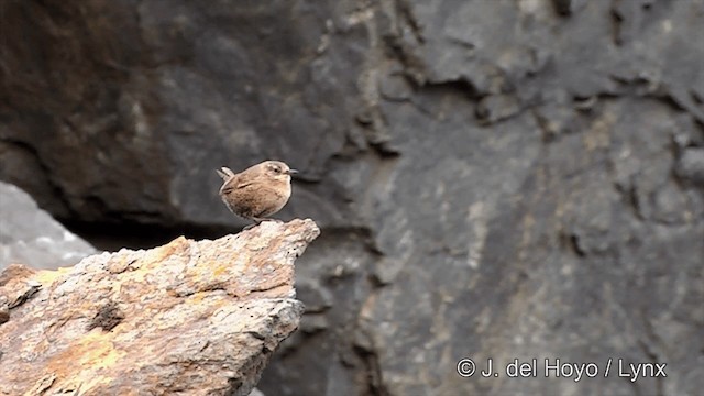 Pacific Wren (alascensis Group) - ML201442901