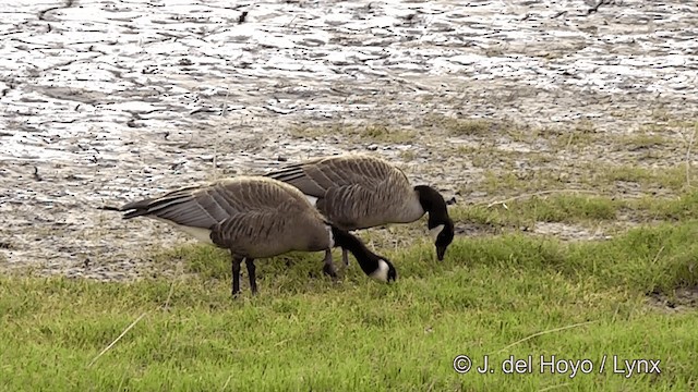 Canada Goose (canadensis Group) - ML201442941