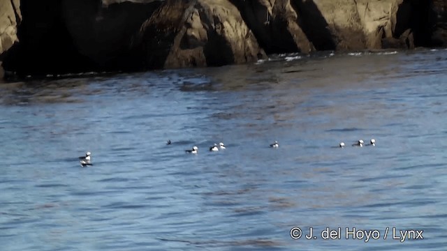 Horned Puffin - ML201443201