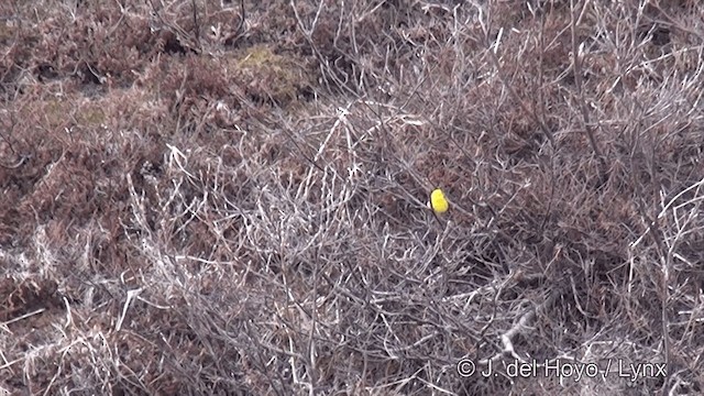 Yellow Warbler (Northern) - ML201443361