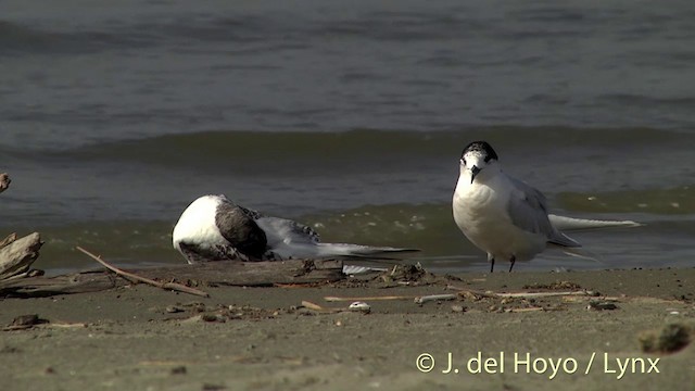 White-fronted Tern - ML201444211