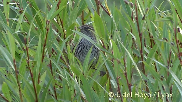 New Zealand Fernbird (New Zealand) - ML201444391