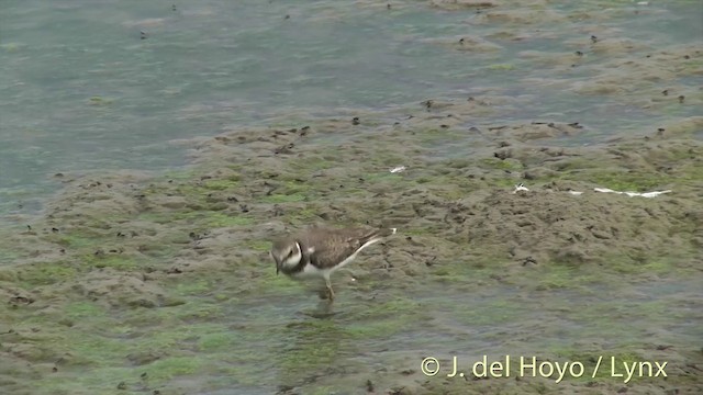 Little Ringed Plover (curonicus) - ML201444661