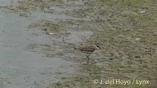 Little Ringed Plover (curonicus) - ML201444671