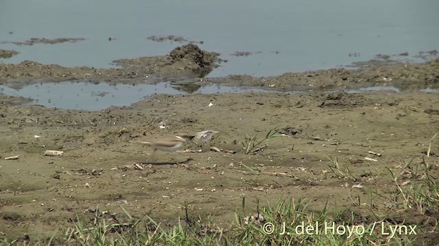 Little Ringed Plover (curonicus) - ML201445021