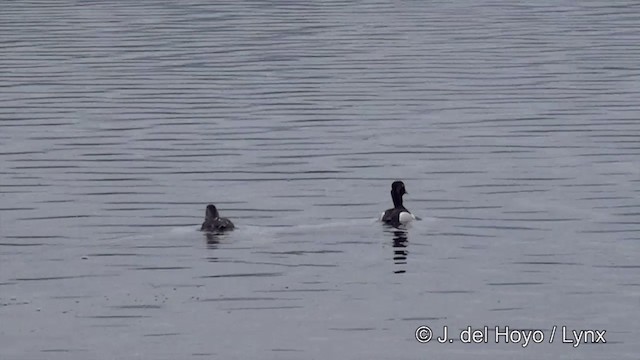 Ring-necked Duck - ML201445091