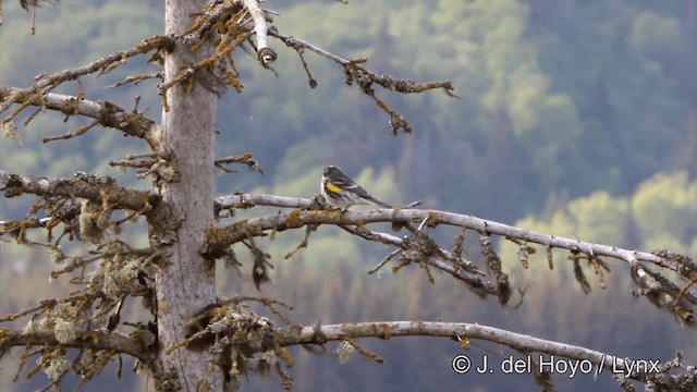 Yellow-rumped Warbler (Myrtle) - ML201445171