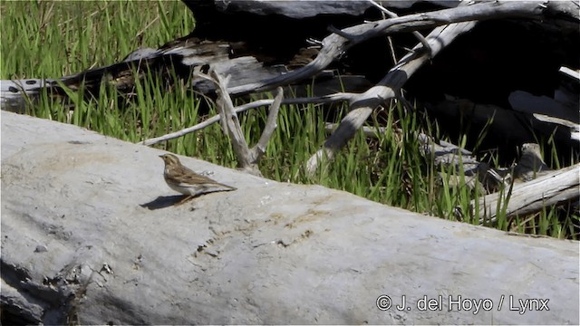 Savannah Sparrow (Savannah) - ML201445391