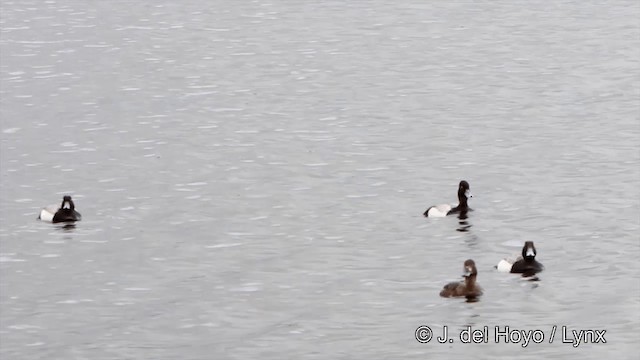 Greater Scaup - ML201445571