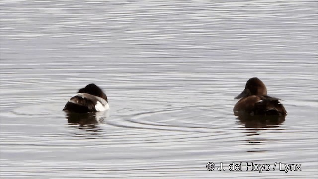 Greater Scaup - ML201445581