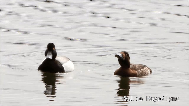Greater Scaup - ML201445591