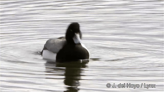 Greater Scaup - ML201445601