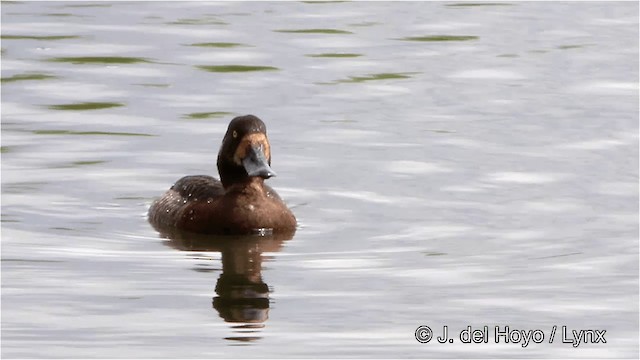Greater Scaup - ML201445611