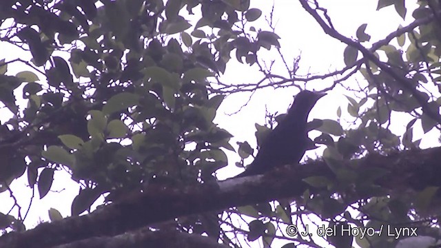 Изменчивый дрозд (samoensis) - ML201445621
