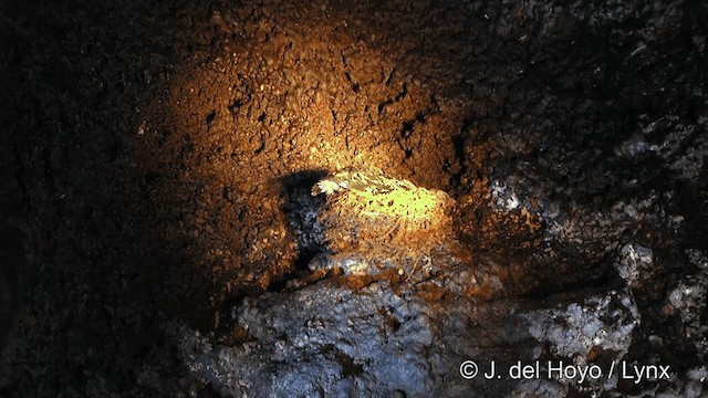  - White-rumped Swiftlet