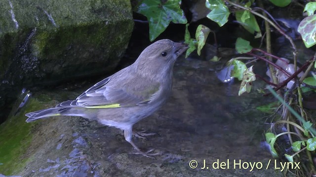 European Greenfinch - ML201445761