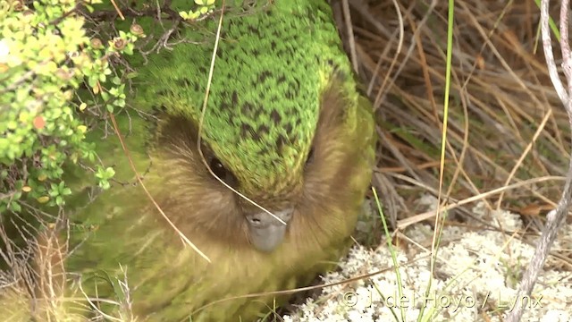 Kakapo - ML201446141