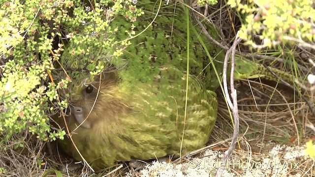 Strigops kakapo - ML201446151