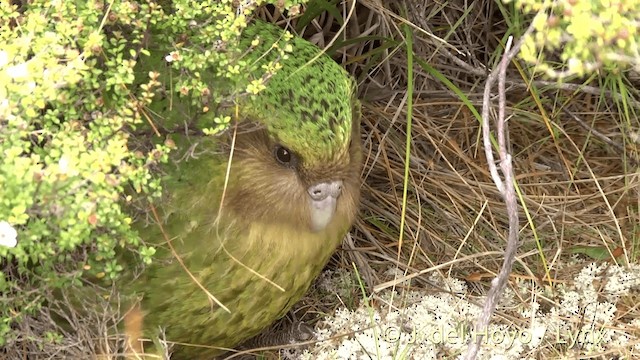 Strigops kakapo - ML201446161