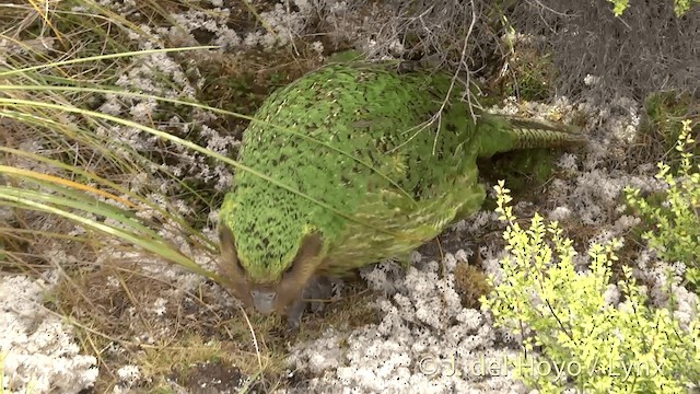 Strigops kakapo - ML201446171