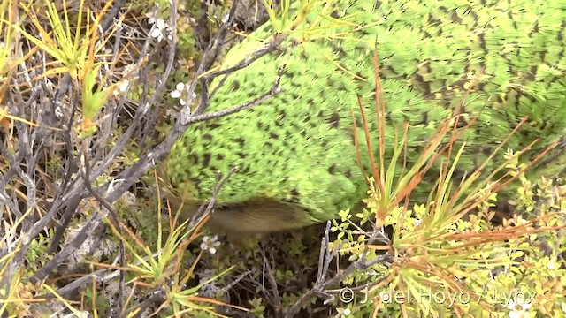 Strigops kakapo - ML201446181