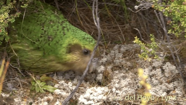 Strigops kakapo - ML201446191