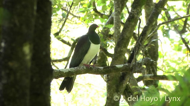 New Zealand Pigeon (New Zealand) - ML201446291