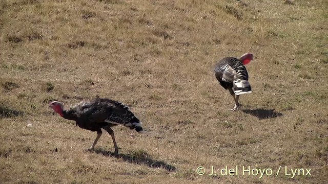 Wild Turkey - ML201446631