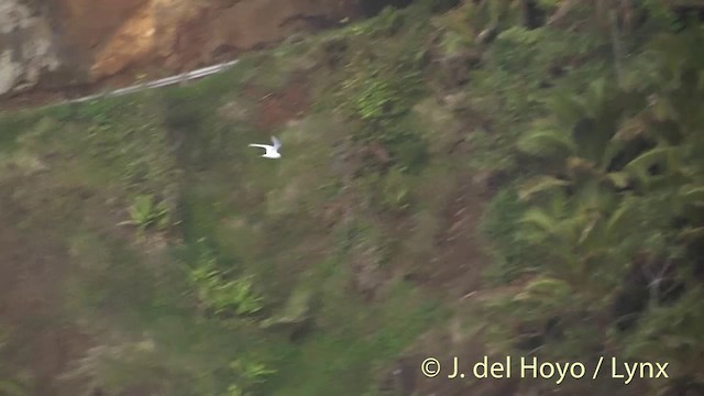 White Tern (Pacific) - ML201446871