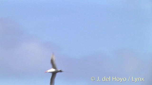 Red-tailed Tropicbird - ML201446901