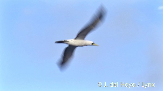 Masked Booby - ML201446931