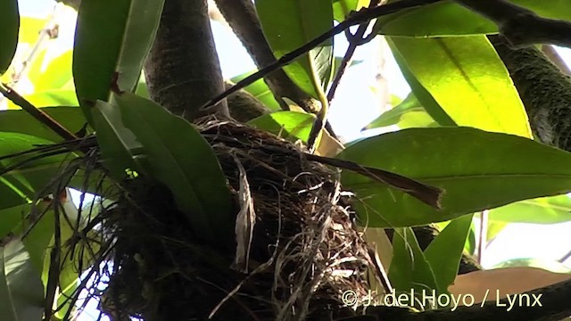 Pitcairn Reed Warbler - ML201447311