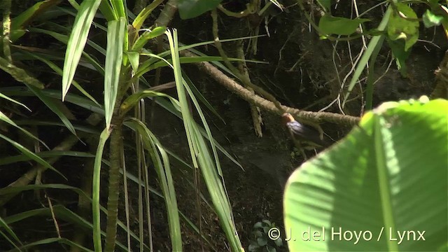 Pacific Swallow (Tahiti) - ML201447371