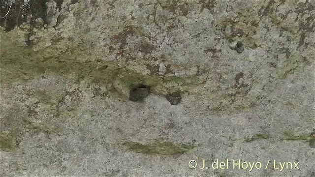 Ластівка південноазійська (підвид tahitica) - ML201447381