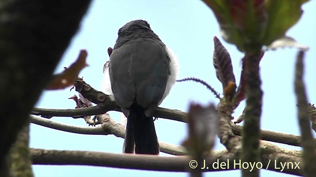 Society Kingfisher (Tahiti) - ML201447411