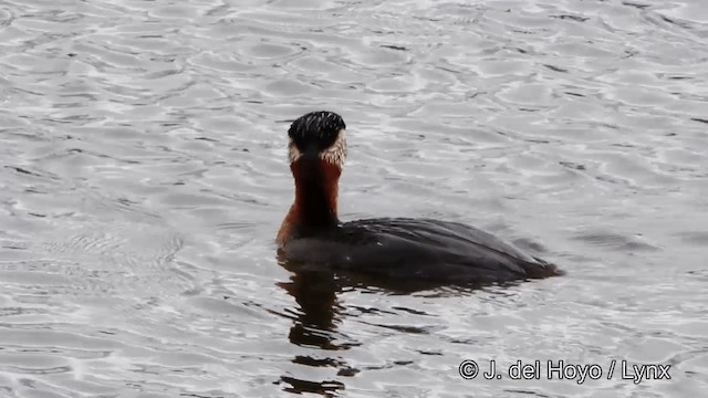 Red-necked Grebe - ML201447471