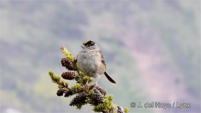 Golden-crowned Sparrow - ML201447711