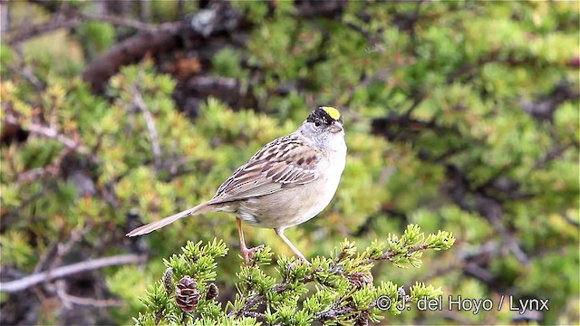 Golden-crowned Sparrow - ML201447721